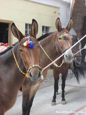 Resultado de imagen de Feria de la mula